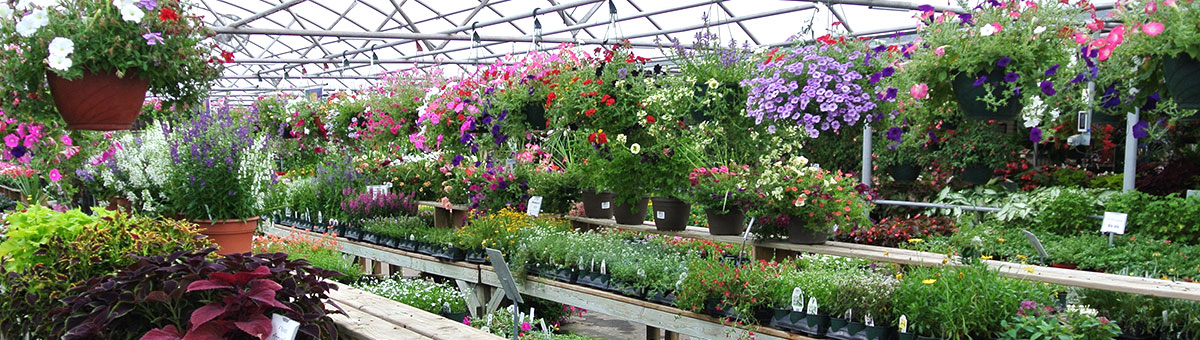 The Plant Outlet Conway Arkansas Greenhouse and